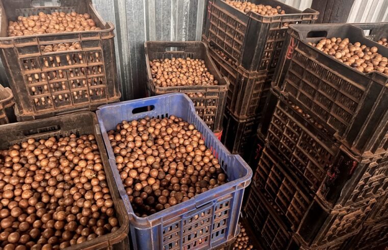 AgriStar macadamia farming creates more than 400 jobs in Mpumalanga – SABC News