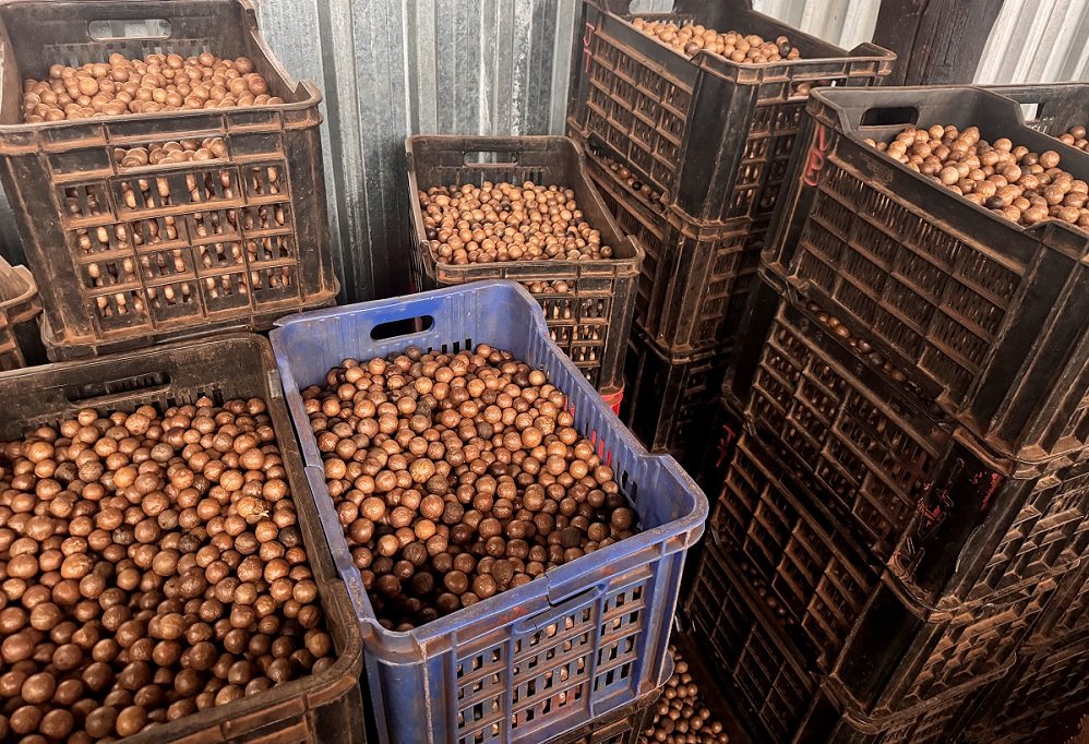AgriStar macadamia farming creates more than 400 jobs in Mpumalanga – SABC News
