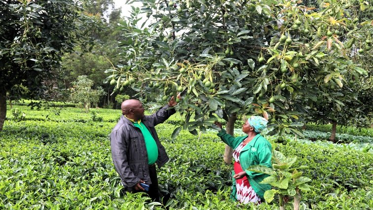 Western Cape farmers brace for 30% US tariff hike on SA goods – SABC News