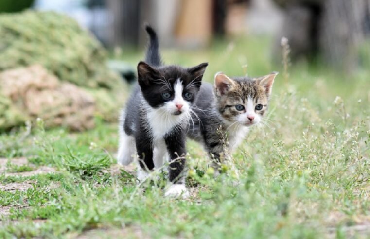 Limpopo govt on a pet vaccination drive against rabies in Thohoyandou – SABC News