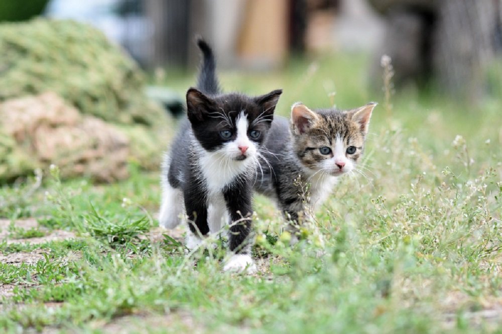 Limpopo govt on a pet vaccination drive against rabies in Thohoyandou – SABC News