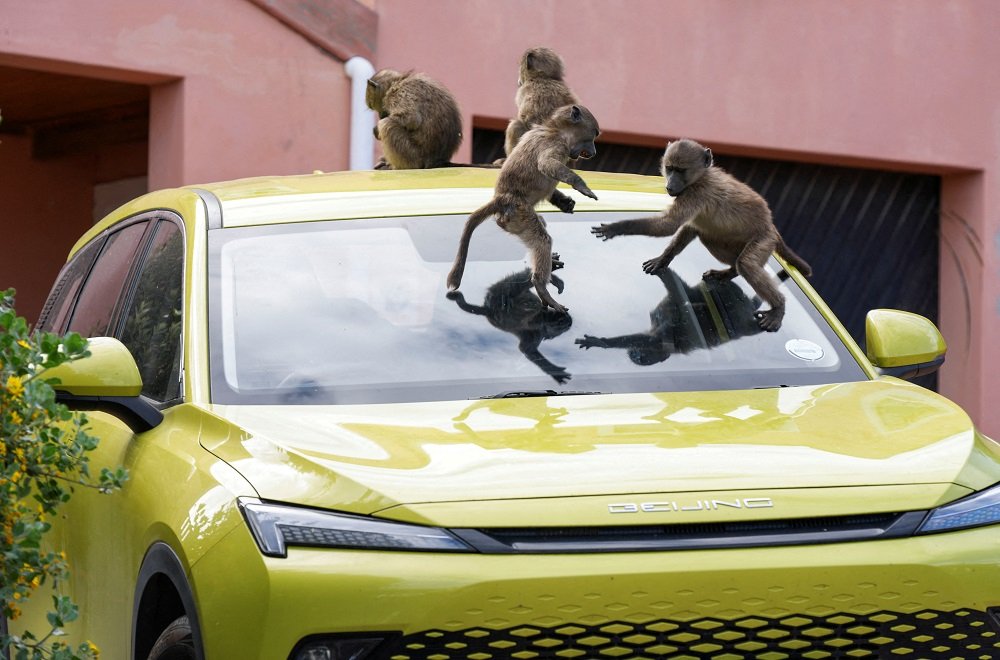 Baboon management in Cape Town in the spotlight once again – SABC News