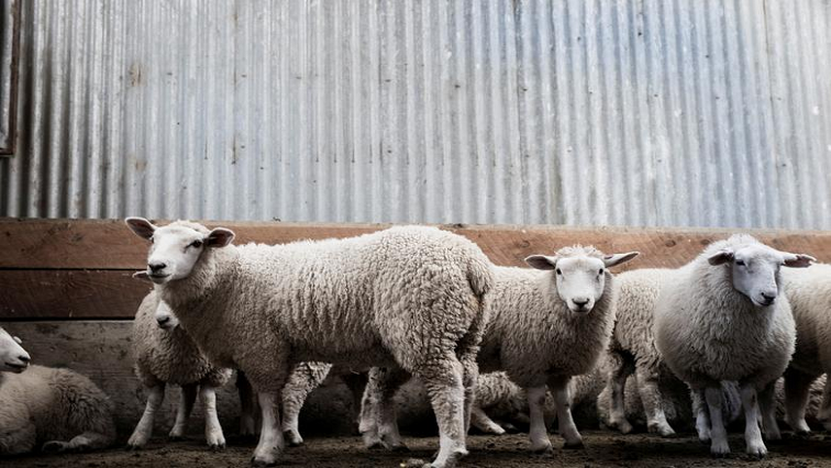MEC concerned about stock theft in Eastern Cape – SABC News