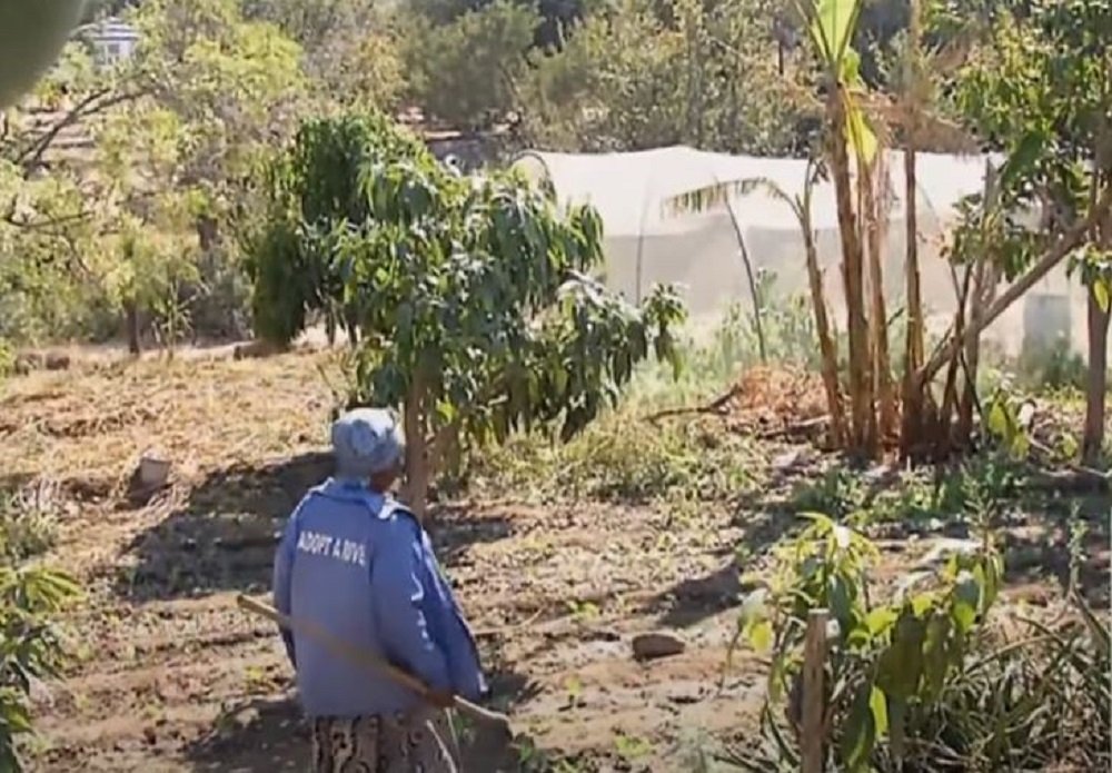 Mahlathini Foundation helps Sekororo farmers grow organic crops – SABC News