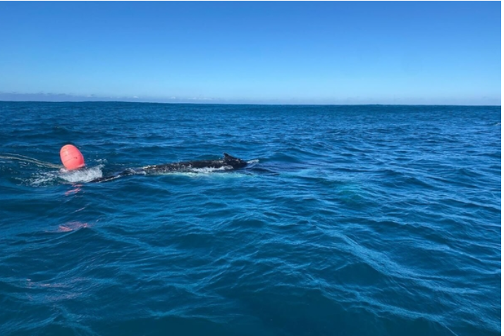 NSRI rescues humpback whale entangled in fishing gear in Gqeberha – SABC News