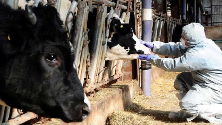 Agriculture Dept confirms foot-and-mouth outbreak in Kroonstad – SABC News