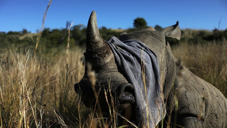 SANParks launches programme to protect rhino – SABC News