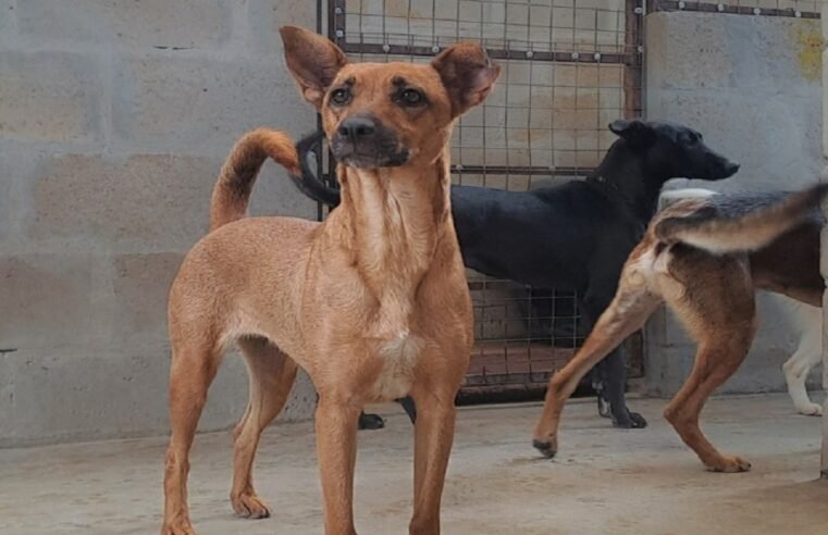 Khayelitsha animal welfare clinic on sterilisation drive – SABC News