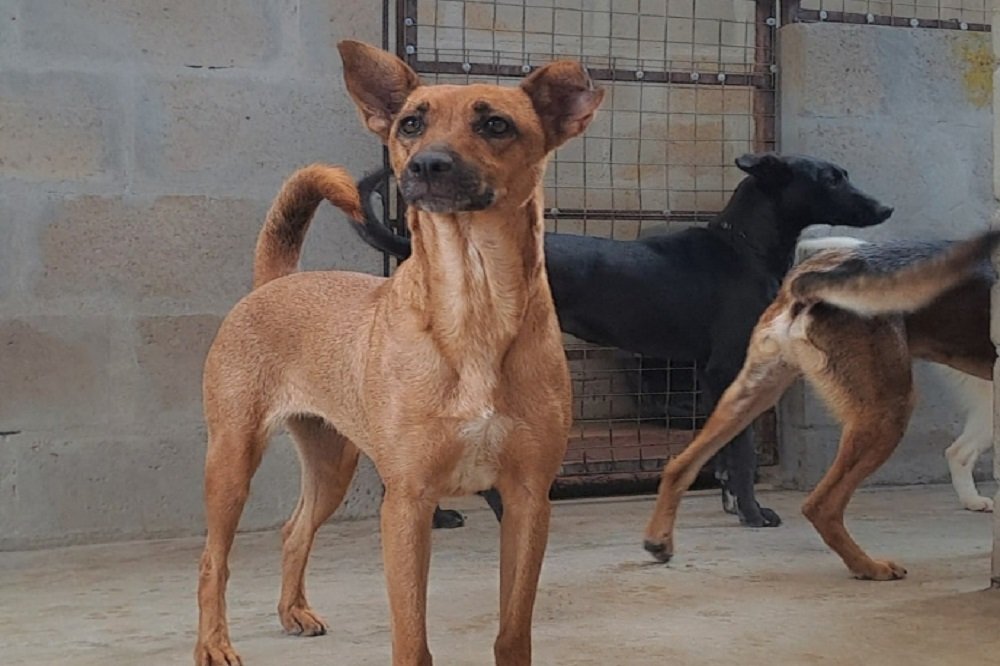 Khayelitsha animal welfare clinic on sterilisation drive – SABC News