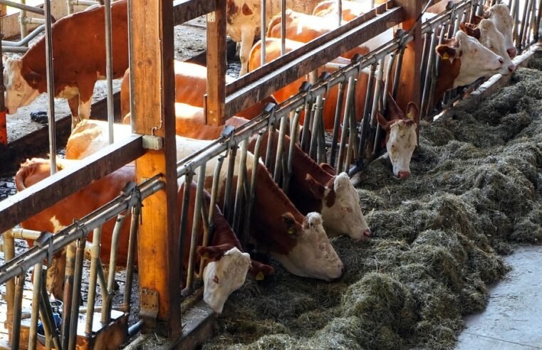 Foot-and-mouth disease cases confirmed in Free State’s Viljoenskroon – SABC News