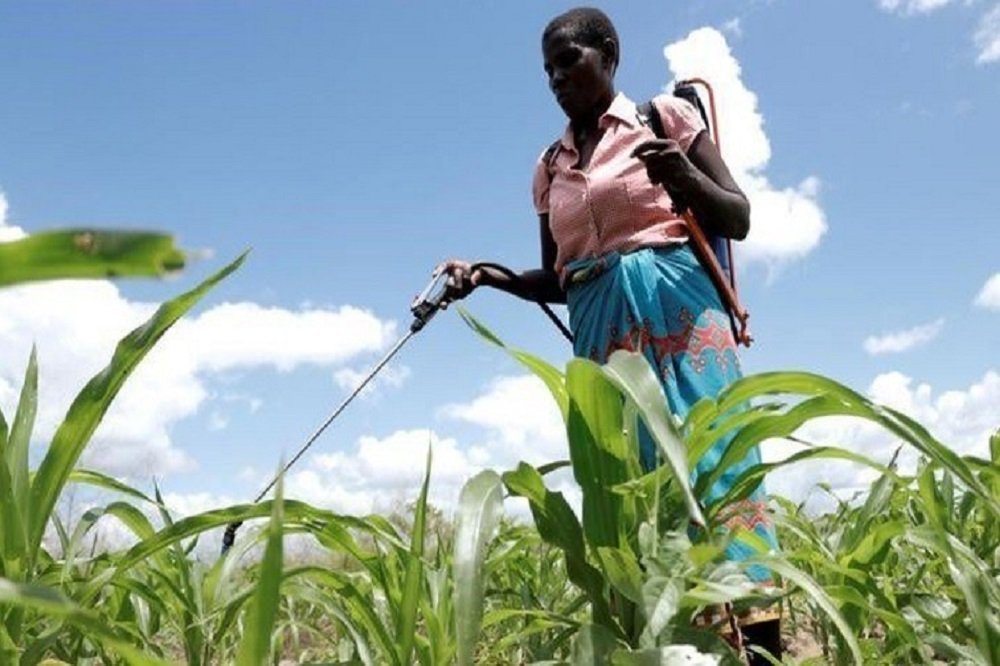 ‘There are still policy gaps in the management of pesticides’ – SABC News