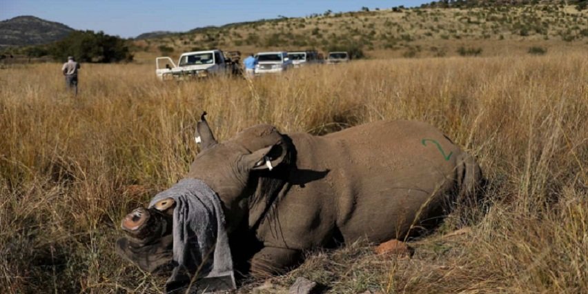 Multimillion-rand rhino horn syndicate busted, six arrested – SABC News