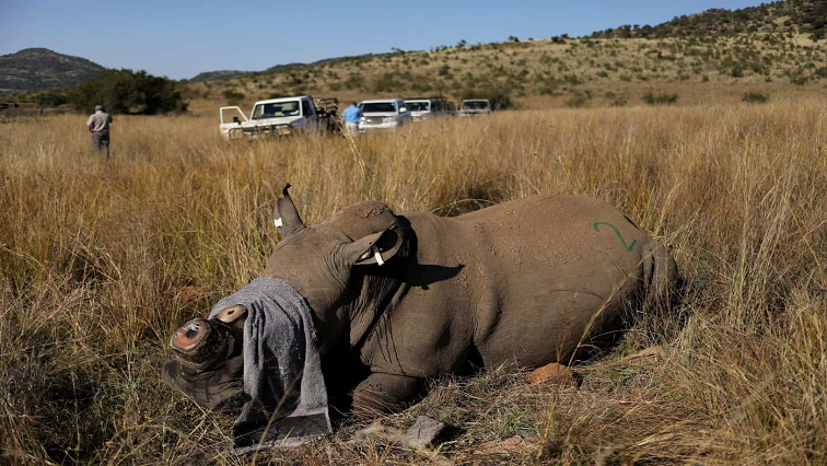 Wits University scientists launch anti-rhino poaching project – SABC News