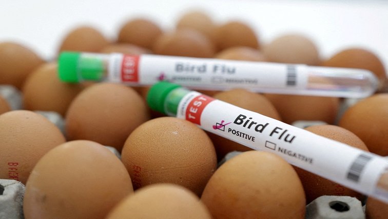 WC confirms a new outbreak of bird flu in farmed ducks – SABC News