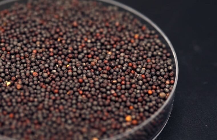 China slaps temporary duties on Canadian canola – SABC News