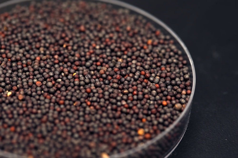 China slaps temporary duties on Canadian canola – SABC News