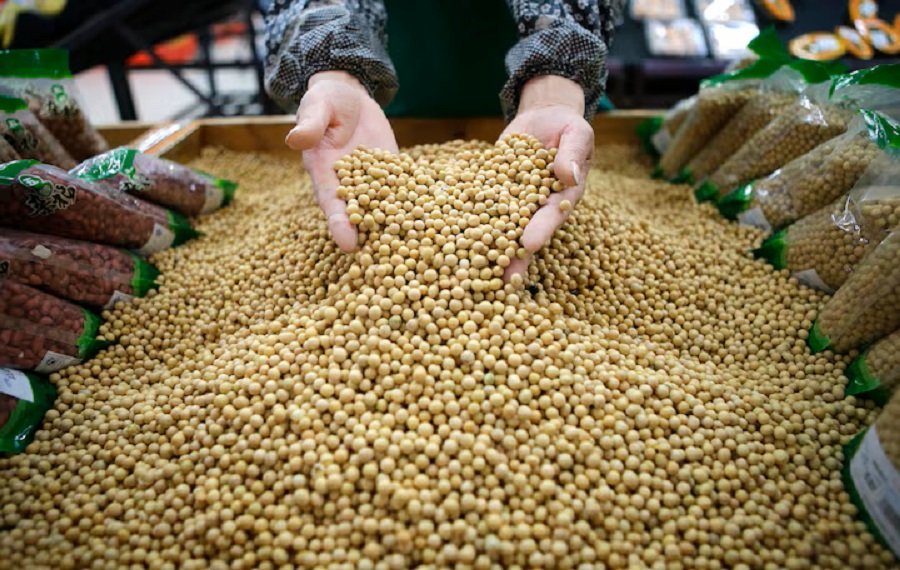 US loses out on China soybean sales as Brazil fills key supply period – SABC News