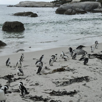 SANParks celebrates Marine Protected Areas Day – SABC News