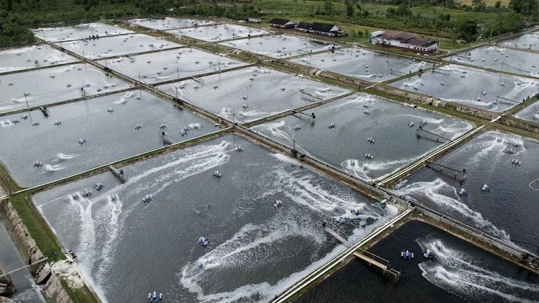 Hit by US tariffs, Indonesia plans to sell shrimp to China instead – SABC News