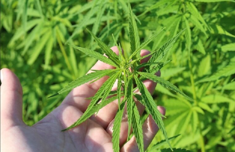 Researchers find rare anti-inflammatory compounds in cannabis leaves – SABC News
