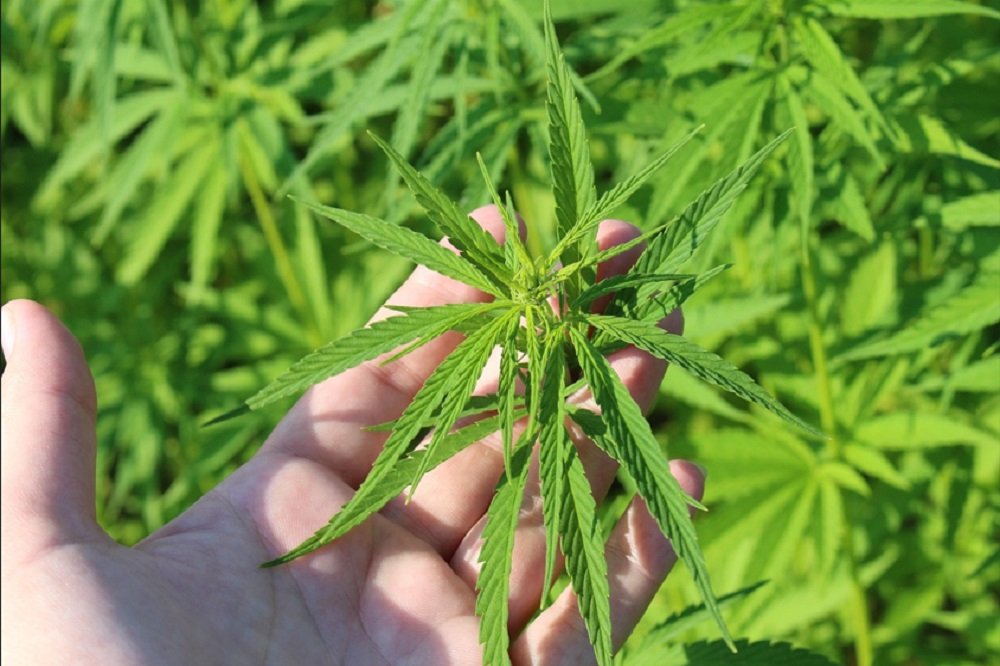 Researchers find rare anti-inflammatory compounds in cannabis leaves – SABC News