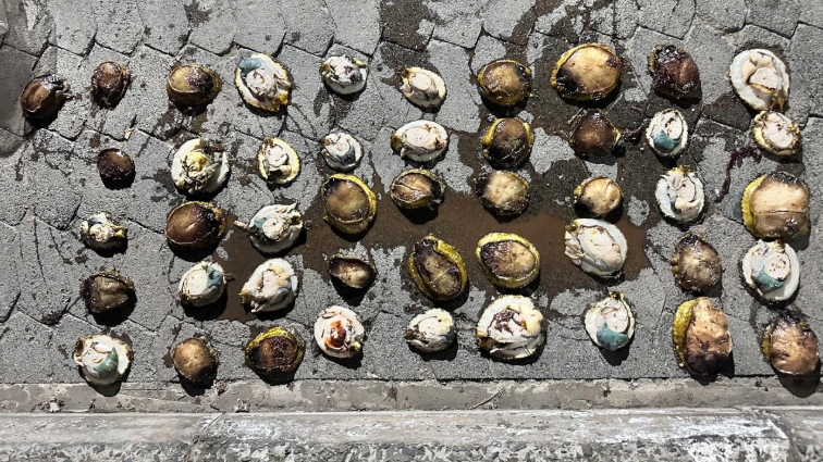 Mossel Bay police nab suspect with R13 000 worth of abalone – SABC News