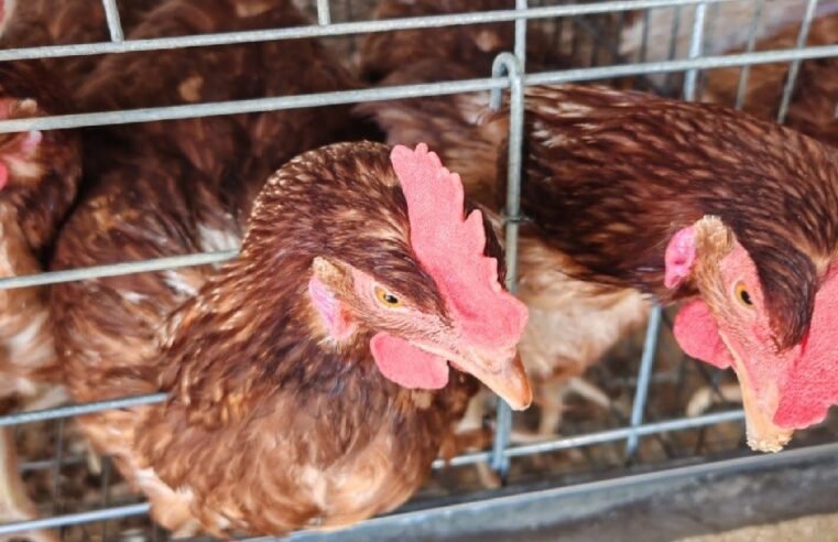 Limpopo woman builds farm with retirement savings – SABC News
