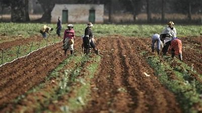 Limpopo women embrace agriculture as path to economic independence – SABC News