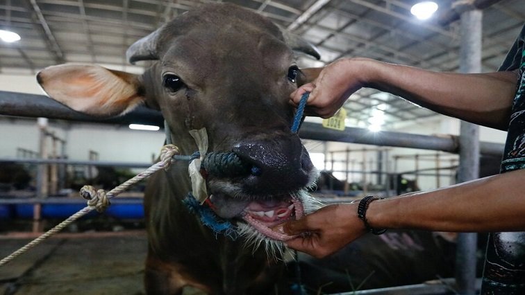 Nine new cases of Foot and Mouth disease reported in Free State – SABC News