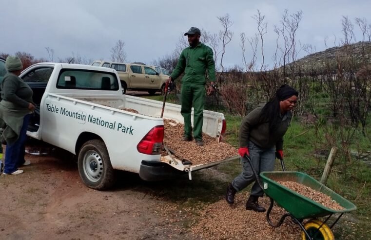 SANParks re-opens Silvermine trails post devastating fire – SABC News