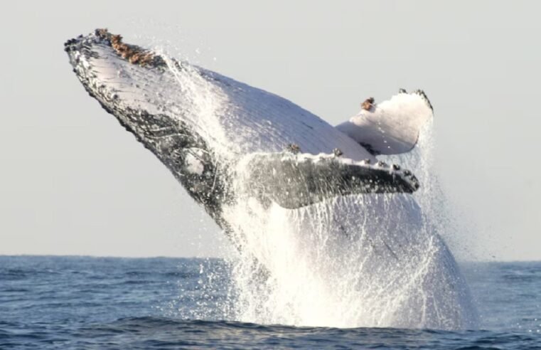Pollution threatens annual humpback whale migration to Richards Bay – SABC News