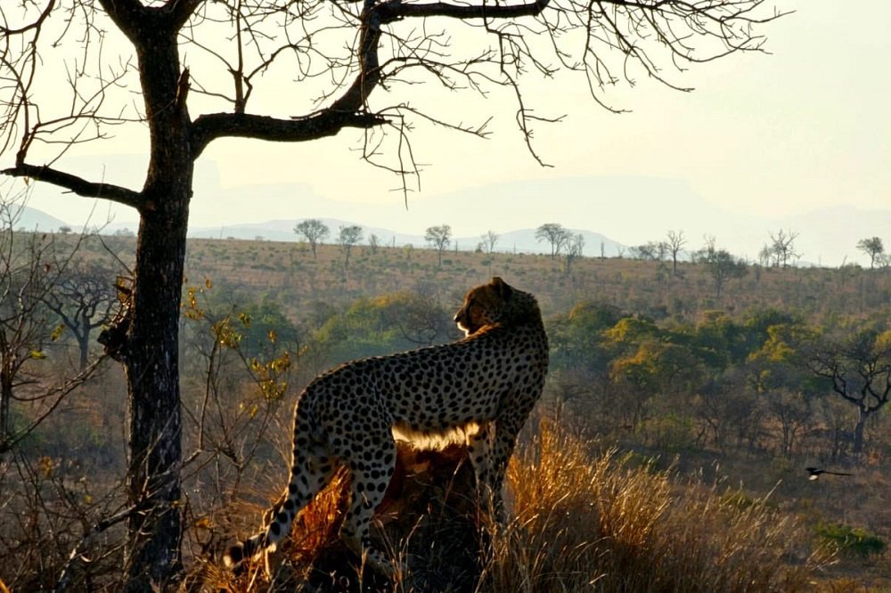 Mpumalanga renaming plan splits public opinion – SABC News