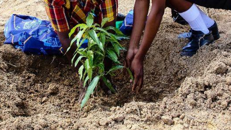 South Africans urged to plant trees as Arbour Month concludes – SABC News