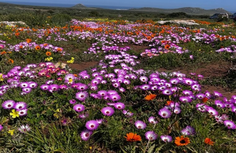 SANParks Week gives citizens free entry until Sunday – SABC News