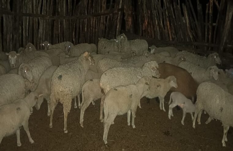 Sekhukhune farmers lose R1b due to stock theft – SABC News