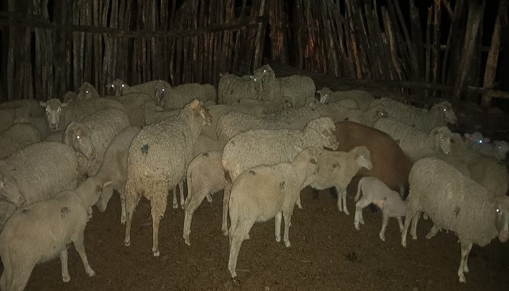 Sekhukhune farmers lose R1b due to stock theft – SABC News
