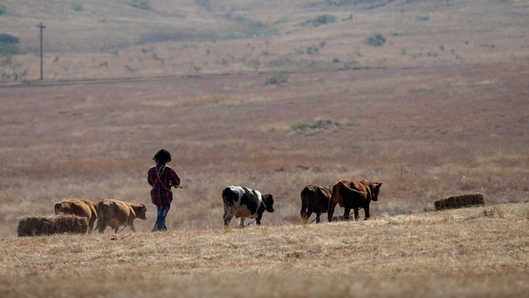Three suspected stocktheft thieves killed in police shootout in EC – SABC News