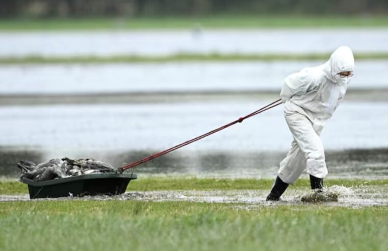 Rapid early spread of bird flu in Europe raises fears of fresh crisis – SABC News