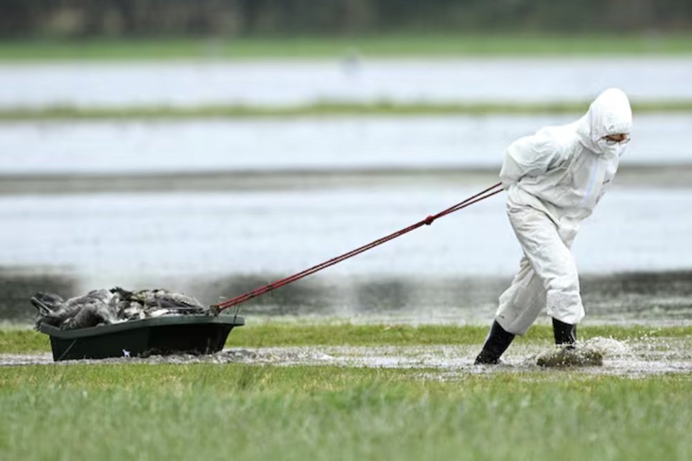 Rapid early spread of bird flu in Europe raises fears of fresh crisis – SABC News