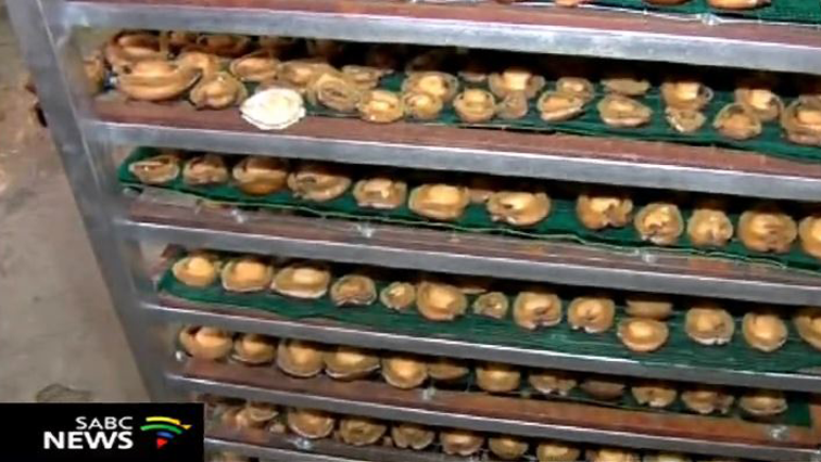Abalone catch for the financial year limited to 12 tons – SABC News