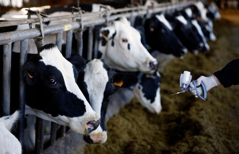 Unresolved foot-and-mouth disease outbreaks has producers up in arms – SABC News