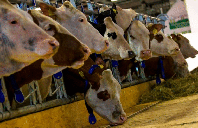 W Cape ramps up Foot and Mouth Disease prevention – SABC News