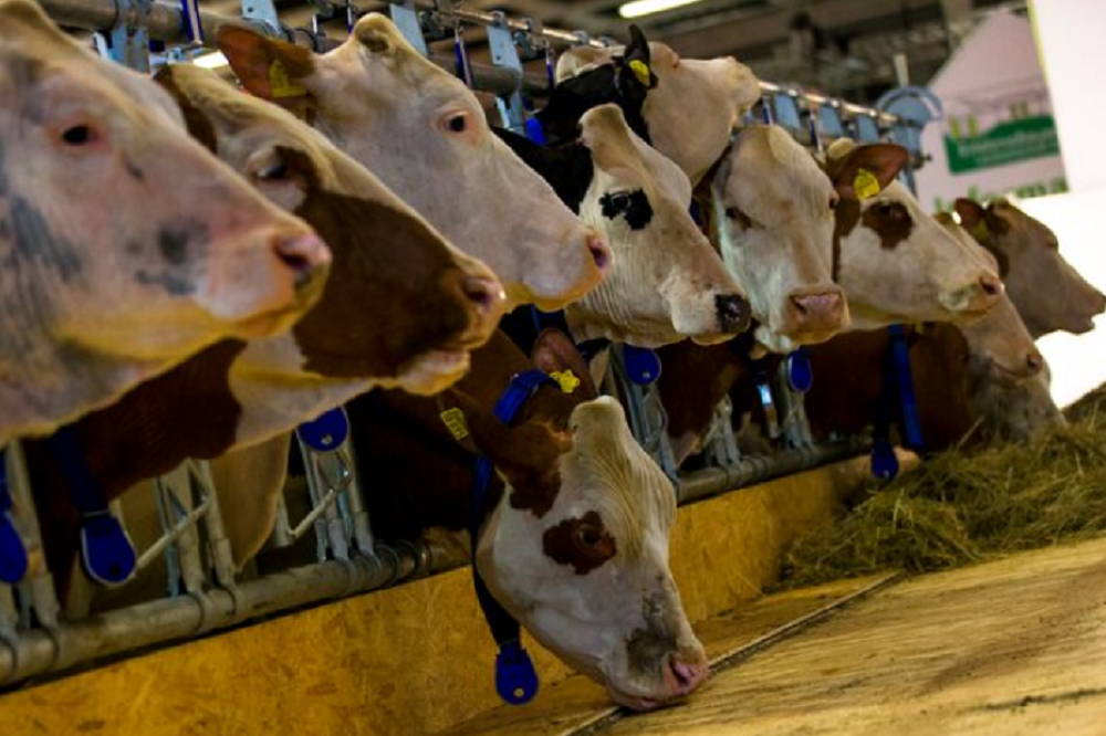 W Cape ramps up Foot and Mouth Disease prevention – SABC News
