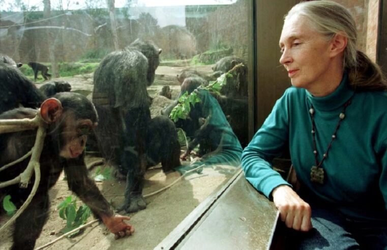 Wildlife advocate and primate expert Jane Goodall dies at 91 – SABC News
