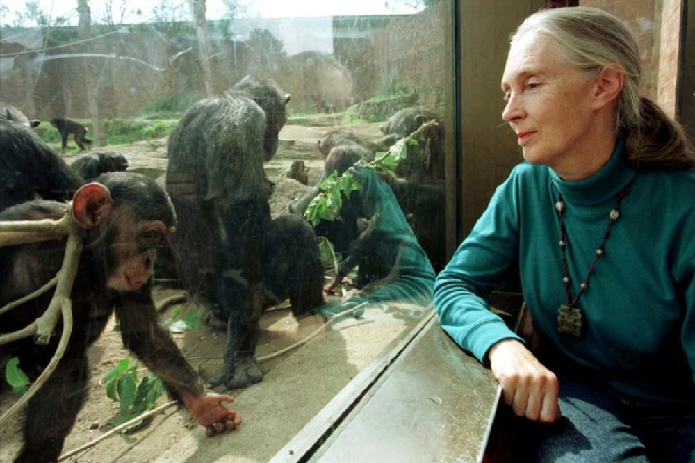 Wildlife advocate and primate expert Jane Goodall dies at 91 – SABC News