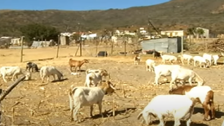 Four arrested for suspected theft of livestock and produce in N. Cape – SABC News