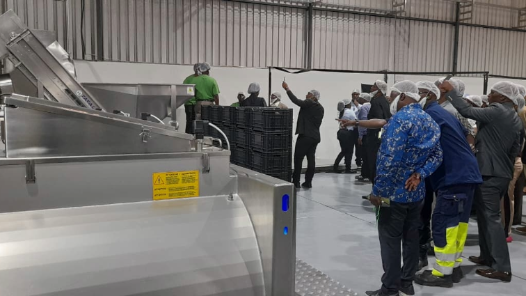 Avocado Oil factory ‘Ecovado’ aims to empower Vhembe farmers – SABC News