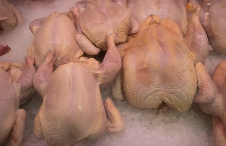 Poultry industry warns that US imports disadvantage local producers – SABC News