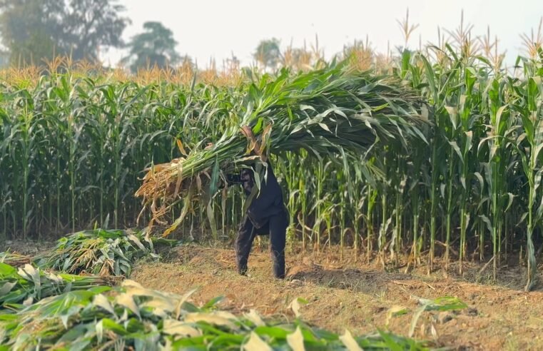 Early rains worry Bloemfontein maize farmer over mid-summer drought