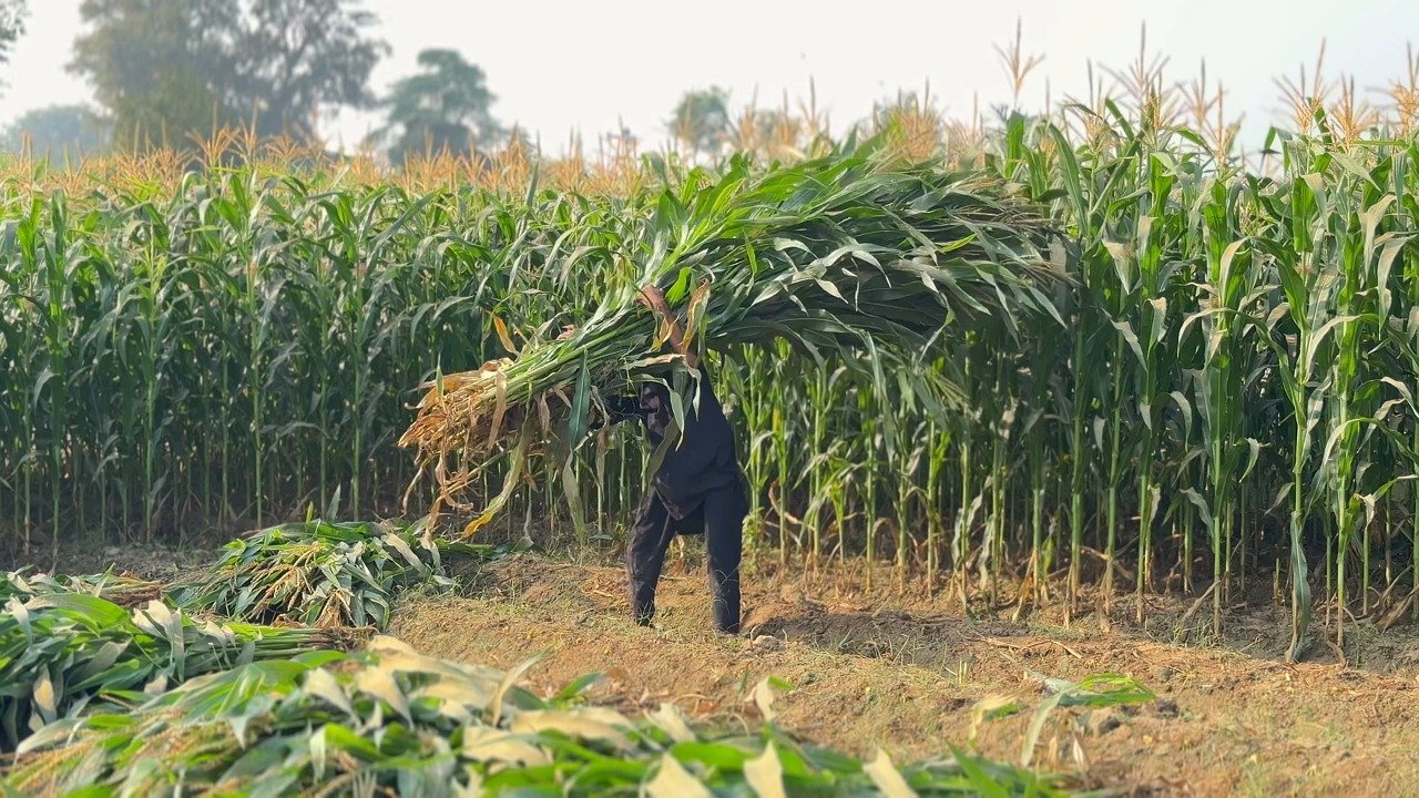 Early rains worry Bloemfontein maize farmer over mid-summer drought